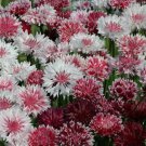 Centaurea Cyanus Romantic Bachelors Button Flower Mix 500 Seeds Fresh Seeds