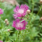Centaurea Dealbata Flower Perennial Cornflower 1000 Seeds Fresh Seeds