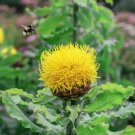 Centaurea Macrocephala Perennial Cornflower Garden 1000 Seeds Fresh Seeds