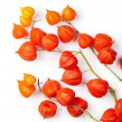 Chinese Lantern Physalis Alkekengi Flower 2000 Seeds Fresh Seeds
