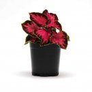 Chocolate Covered Cherry Coleus Coleus For Sun Or Shade 10 Seeds Fresh Seeds