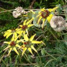 Chocolate Flower Berlandiera Lyrata Flower 50 Seeds Fresh Seeds