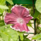 Chocolate Morning Glory Japanese Morning Glory Flower 50 Seeds Fresh Seeds
