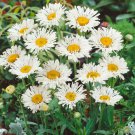 Chrysanthemum Leucanthemum Shasta Crazy Daisy Flower 200 Seeds Fresh Seeds