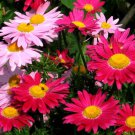 Chrysanthemum Pyrethrum Coccineum Robinsons Mix Flower 5000 Seeds Fresh Seeds