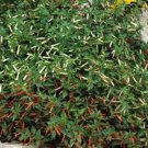 Cigar Plant Cuphea Ignea Mix Flower 200 Seeds Fresh Seeds