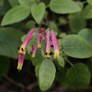 Cigar Plant Cuphea Ignea Rose Flower 200 Seeds Fresh Seeds