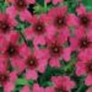 Cinquefoil Potentilla Nepalensis Flower 2000 Seeds Fresh Seeds