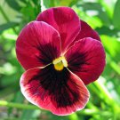 Claret Pansy Best Annuals For Fall Flower 1000 Seeds Fresh Seeds