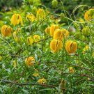 Clematis Clematis Tangutica Flower 1000 Seeds Fresh Seeds