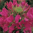 Cleome Spider Flower Rose Queen Flower 2000 Seeds Fresh Seeds