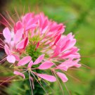 Cleome Serrulata Flower Rocky Mountain Beeplant 2000 Seeds Fresh Seeds