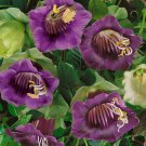 Cobaea Scandens Violet Cup Saucer Vine Flower 200 Seeds Fresh Seeds