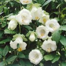Cobaea Scandens White Vine Flower 200 Seeds Fresh Seeds