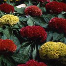Cockscomb Celosia Cristata Flower Mix 500 Seeds Fresh Seeds