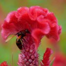 Cockscomb Celosia Flower 500 Seeds Fresh Seeds