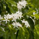 Coffee Coffea Arabica Flower 50 Seeds Fresh Seeds