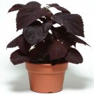 Coleus Dark Chocolate Coleus Flower Houseplant 10 Seeds Fresh Seeds