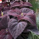 Coleus Dark Chocolate Coleus Flower Houseplant 40 Seeds Fresh Seeds