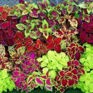 Coleus Fairway Mix Flower Coleus House Plants 200 Seeds Fresh Seeds