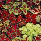 Coleus Fairway Mix Flower Coleus House Plants 400 Seeds Fresh Seeds