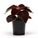 Coleus Flower Coleus Chocolate Mint 20 Seeds Fresh Seeds