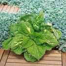 Coleus Kong Green Coleus For Shade 10 Seeds Fresh Seeds