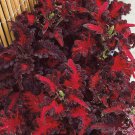 Coleus Coleus Black Dragon Flower Dark Foliage Plants 200 Seeds Fresh Seeds