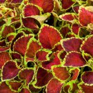 Coleus Coleus Jazz Ruby Painted Nettle Flower 200 Seeds Fresh Seeds