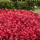 Coleus Wizard Sunset Coleus Plants For Shade 200 Seeds Fresh Seeds