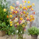Columbine Aquilegia Caerulea Flower Mix 2000 Seeds Fresh Seeds