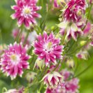 Columbine Aquilegia Vulgaris Nora Barlow Flower 1000 Seeds Fresh Seeds