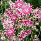 Columbine Aquilegia Vulgaris Nora Barlow Flower 2000 Seeds Fresh Seeds