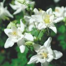 Columbine Aquilegia Caerulea Crystal Star Flower 2000 Seeds Fresh Seeds