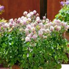 Columbine Winky Double Rose White Garden Flower 20 Seeds Fresh Seeds