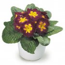 Common Primrose Acaulis Danova Burgundy Bicolor Garden Flower 50 Seeds Fresh Seeds