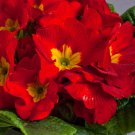 Common Primrose Acaulis Danova Yellow Red Bicolor 4 6 Inches Tall 50 Seeds Fresh Seeds