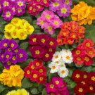 Common Primrose Primula Acaulis Danova Grower Select Flower Mix 50 Seeds Fresh Seeds