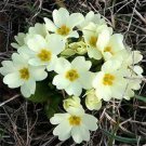 Common Primrose White Primula Acaulis Flower 100 Seeds Fresh Seeds