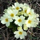 Common Primrose White Primula Acaulis Flower 200 Seeds Fresh Seeds
