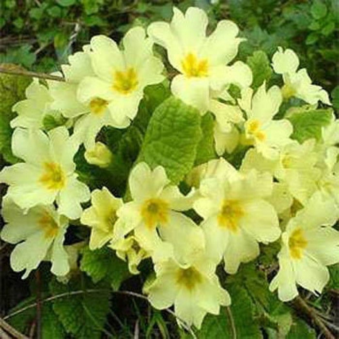 Common Primrose Yellow Primula Acaulis Accord Flower 200 Seeds Fresh Seeds