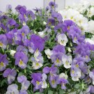 Cool Wave Frost Pansy Pansies For Containers 30 Seeds Fresh Seeds