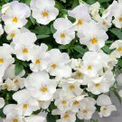Cool Wave Pansy Flower White Trailing Pansy Plants 15 Seeds Fresh Seeds