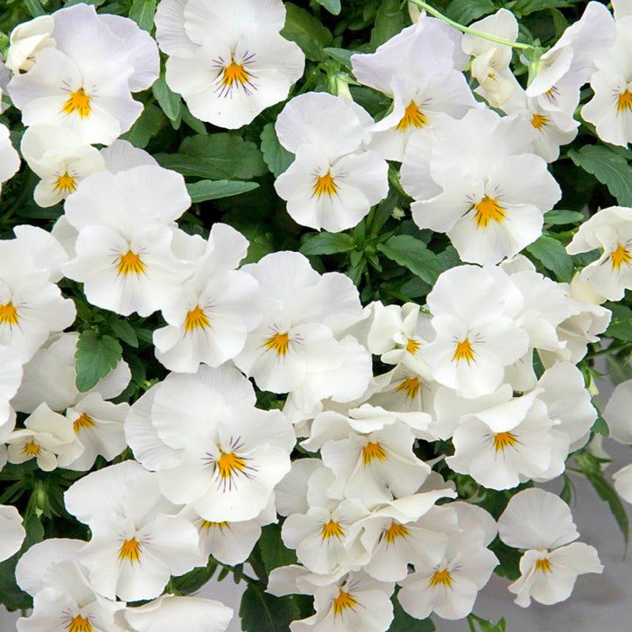Cool Wave Pansy Flower White Trailing Pansy Plants 30 Seeds Fresh Seeds
