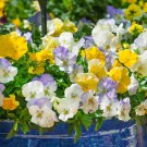 Cool Wave Pansy Growing Pansies From 30 Seeds Fresh Seeds