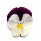 Cool Wave Violet Wing Pansy Great Cool Climate Flowers 30 Seeds Fresh Seeds