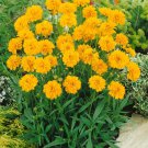 Coreopsis Grandiflora Early Sunrise Garden Flower Plant 250 Seeds Fresh Seeds
