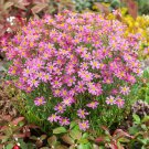 Coreopsis Rosea American Dream Xeriscape Garden Flower 500 Seeds Fresh Seeds