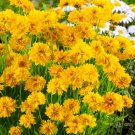 Coreopsis Coreopsis Grandiflora Early Sunrise Flower 500 Seeds Fresh Seeds