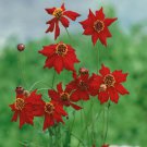Coreopsis Coreopsis Tinctoria Mahogany Midget Flower 2000 Seeds Fresh Seeds